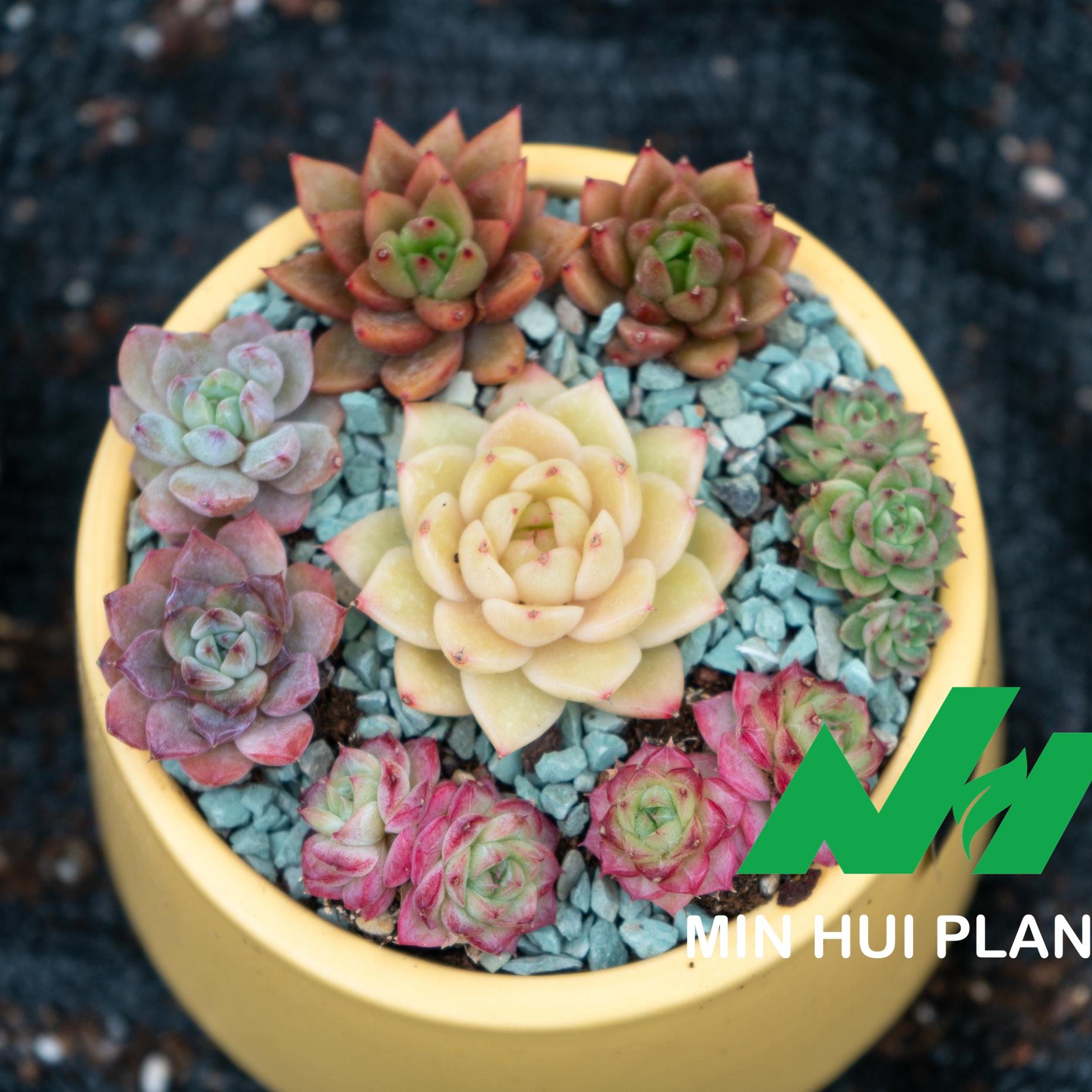 MinHui Plants-Vanilla Bloom thumbnail 2